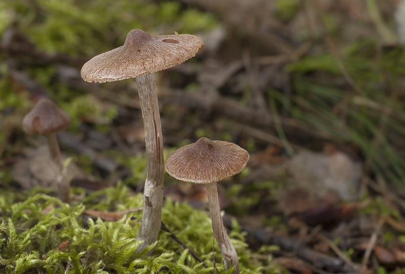 Cortinarius casimiri